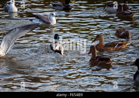 Mallard Enten und Möwen kämpfen über Essen im Teich Stockfoto