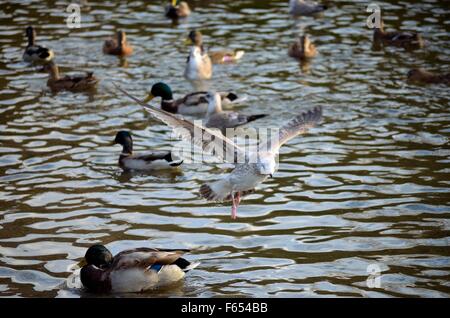 Mallard Enten und Möwen kämpfen über Essen im Teich Stockfoto