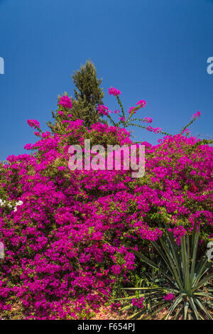 Dekorative Bougainvillea Blumen schmücken die Hügel in der Nähe von Meer von Galiläa, Israel, Nahost. Stockfoto