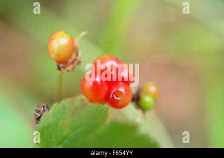 Wunderschöne norwegische Stone Bramble Waldbeeren in der Sommer-Sonne-Makro-Foto Stockfoto