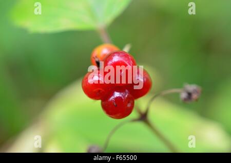 Wunderschöne norwegische Stone Bramble Waldbeeren in der Sommer-Sonne-Makro-Foto Stockfoto