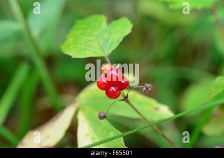 Wunderschöne norwegische Stone Bramble Waldbeeren in der Sommer-Sonne-Makro-Foto Stockfoto