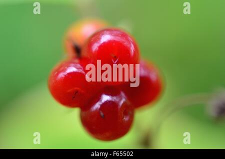 Wunderschöne norwegische Stone Bramble Waldbeeren in der Sommer-Sonne-Makro-Foto Stockfoto