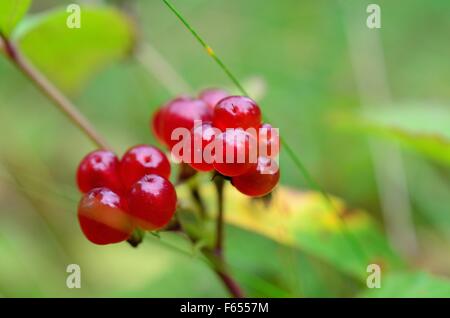 Wunderschöne norwegische Stone Bramble Waldbeeren in der Sommer-Sonne-Makro-Foto Stockfoto