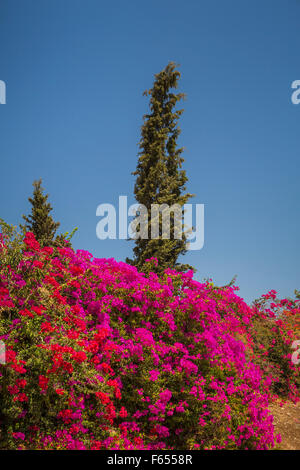 Dekorative Bougainvillea Blumen schmücken die Hügel in der Nähe von Meer von Galiläa, Israel, Nahost. Stockfoto