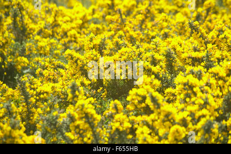 leuchtend gelben Blumen Ginster Ginster Busch Landschaft Brite/Britin Stockfoto