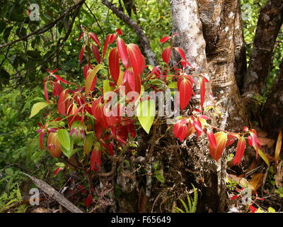 Ceylon Zimt Baum, echte Zimtbaum Cinnamomum verum Stockfoto