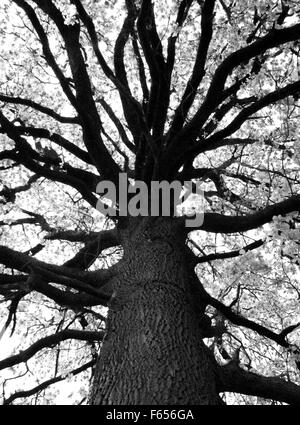 Schwarz und weiß blühenden Baum Stockfoto