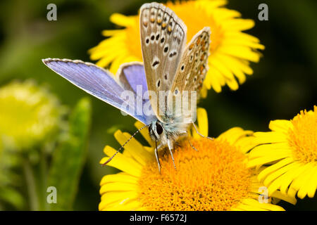 Kopf auf Ansicht eines männlichen gemeinsame blaue Schmetterling, Polyommatus Icarus, Fütterung auf Rainfarn Stockfoto