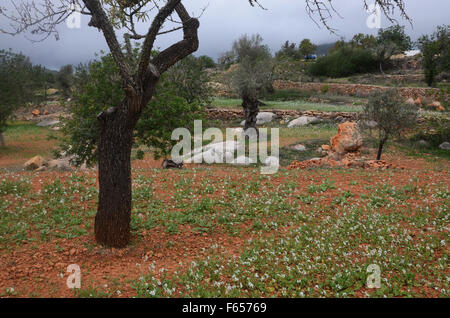 Oliven- und Mandelbäume Bäume im Obstgarten in der Nähe von Santa Agnes de Corona, Ibiza Spanien Stockfoto