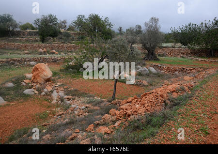 Oliven- und Mandelbäume Bäume im Obstgarten in der Nähe von Santa Agnes de Corona, Ibiza Spanien Stockfoto