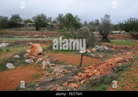 Oliven- und Mandelbäume Bäume im Obstgarten in der Nähe von Santa Agnes de Corona, Ibiza Spanien Stockfoto