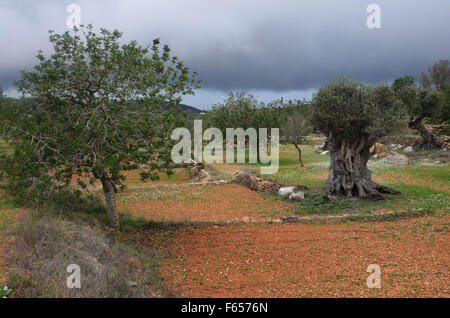 Oliven- und Mandelbäume Bäume im Obstgarten in der Nähe von Santa Agnes de Corona, Ibiza Spanien Stockfoto
