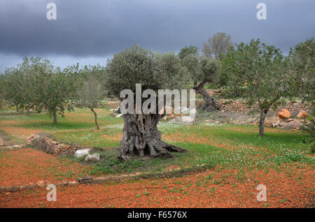 Oliven- und Mandelbäume Bäume im Obstgarten in der Nähe von Santa Agnes de Corona, Ibiza Spanien Stockfoto