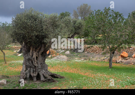 Oliven- und Mandelbäume Bäume im Obstgarten in der Nähe von Santa Agnes de Corona, Ibiza Spanien Stockfoto