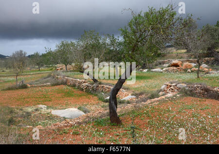 Mandelbäume im Obstgarten in der Nähe von Santa Agnes de Corona, Ibiza Spanien Stockfoto