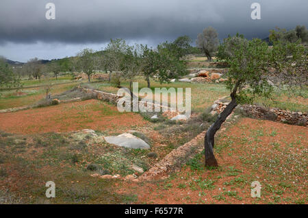 Mandelbäume im Obstgarten in der Nähe von Santa Agnes de Corona, Ibiza Spanien Stockfoto