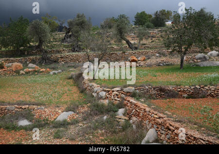 Oliven- und Mandelbäume Bäume im Obstgarten in der Nähe von Santa Agnes de Corona, Ibiza Spanien Stockfoto