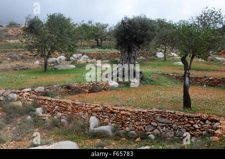Oliven- und Mandelbäume Bäume im Obstgarten in der Nähe von Santa Agnes de Corona, Ibiza Spanien Stockfoto