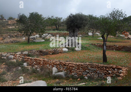 Oliven- und Mandelbäume Bäume im Obstgarten in der Nähe von Santa Agnes de Corona, Ibiza Spanien Stockfoto