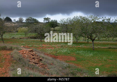Mandelbäume im Obstgarten in der Nähe von Santa Agnes de Corona, Ibiza Spanien Stockfoto