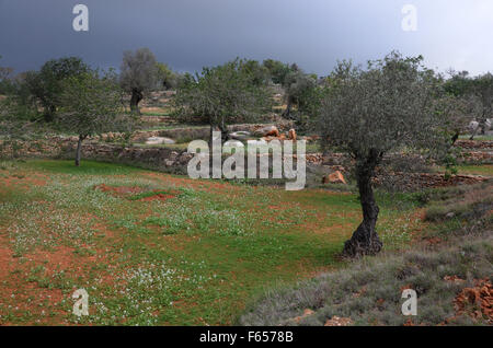 Oliven- und Mandelbäume Bäume im Obstgarten in der Nähe von Santa Agnes de Corona, Ibiza Spanien Stockfoto