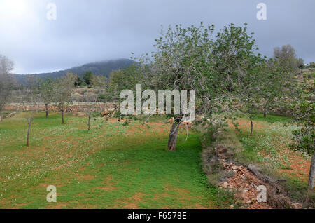 Mandelbäume im Obstgarten in der Nähe von Santa Agnes de Corona, Ibiza Spanien Stockfoto