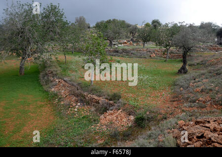 Oliven- und Mandelbäume Bäume im Obstgarten in der Nähe von Santa Agnes de Corona, Ibiza Spanien Stockfoto