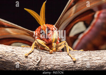 auf einem Ast eines Baumes ist ein Attacus atlas Stockfoto