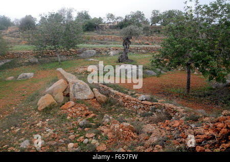 Oliven- und Mandelbäume Bäume im Obstgarten in der Nähe von Santa Agnes de Corona, Ibiza Spanien Stockfoto