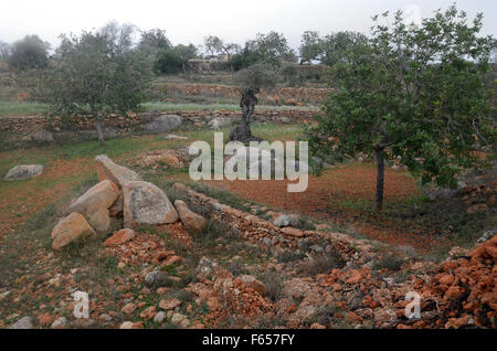 Oliven- und Mandelbäume Bäume im Obstgarten in der Nähe von Santa Agnes de Corona, Ibiza Spanien Stockfoto