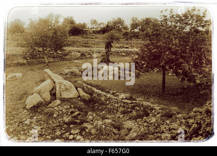 Oliven- und Mandelbäume Bäume im Obstgarten in der Nähe von Santa Agnes de Corona, Ibiza Spanien Stockfoto