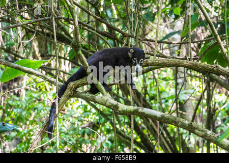 Nasenbär in den Dschungel von Costa Rica Stockfoto