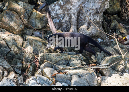 Nasenbär in den Dschungel von Costa Rica Stockfoto