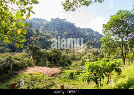 Panama Boquete Landschaft, Quetzal Trail Stockfoto