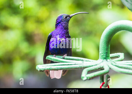 Blaue Kolibri in Costa Rica Stockfoto