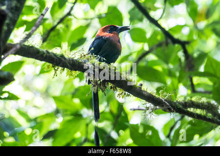 Bunter Vogel in Arenal, Costa Rica Stockfoto