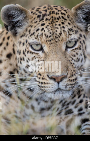 Portrait einer weiblichen Leopard (panthera pardus) im Moremi National Park (khwai), Botswana Stockfoto