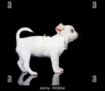 Weiß und kleine Welpen Chihuahua steht auf schwarzem Hintergrund reflektiert Stockfoto