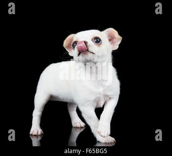 Weiße Welpen Chihuahua steht auf schwarzem Hintergrund und leckt widerspiegelt Stockfoto