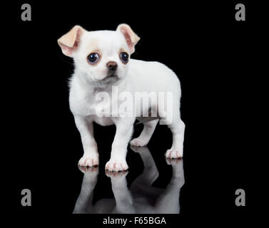 Welpen der Chihuahua steht auf schwarzem Hintergrund reflektiert Stockfoto