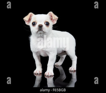 Kleine Welpen Chihuahua steht auf schwarzem Hintergrund reflektiert Stockfoto