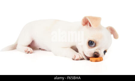 Welpen der Chihuahua frisst Karotten auf weißen Hintergrund isoliert Stockfoto