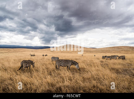 Gemeinsamen Zebras füttern in Ngorongoro Crater in Afrika. Starker Regenwolken im Hintergrund. Stockfoto