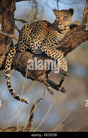 Schöne weibliche Leopard (panthera pardus) in herrlicher Morgensonne im Moremi National Park (khwai), Botswana Stockfoto