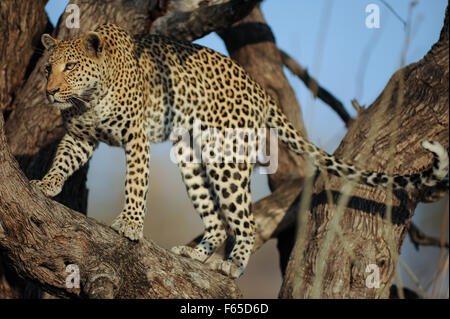 Schöne weibliche Leopard (panthera pardus) in herrlicher Morgensonne im Moremi National Park (khwai), Botswana Stockfoto