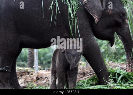 Sumatra, Indonesien. 12. November 2015. Ein Sumatran Elefant neugeborenes Kalb, benannt Eropa, im Alter von drei Monaten, neben seiner Mutter, Olive, 19 Jahre alt werden ausgebildet, um den Wald Tangkahan, Nord-Sumatra, Indonesien, 12. November 2015 zu patrouillieren. Insgesamt drei weibliche Sumatran Elefant Kalb mit Theo männlich 27 Jahre, mit einem Gehalt von mehr als 22 Monate von ihrer Mutter benannte Alter Olive von 25 Jahren, Agustina Alter von 43 Jahren und Yuni Alter von 27 Jahren geboren. Bildnachweis: Ivan Damanik/Alamy Live-Nachrichten Stockfoto