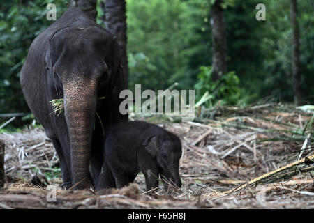 Sumatra, Indonesien. 12. November 2015. Eropa, im Alter von drei Monaten wie ein neugeborenes Kind Sumatra-Elefanten stehen neben seiner Mutter, Olive Alter von 19 Jahren zu patrouillieren, Wald Tangkahan, Nord-Sumatra, Indonesien, 12. November 2015 ausgebildet sind. Insgesamt drei Sumatran Elefant Kalb ist geboren, die Mutter des 25 Jahre alten Olive, Agustina Alter von 43 Jahren und Yuni Alter von 27 Jahren mit seinem Vater namens Theo, im Alter von 27 Jahren, mit einem Gehalt von mehr als 22 Monate. Bildnachweis: Ivan Damanik/Alamy Live-Nachrichten Stockfoto