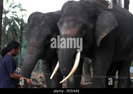 Sumatra, Indonesien. 12. November 2015. Indonesien-Handler verwendet als Waldschutz für Sumatra-Elefanten, ausgebildet, um den Wald Tangkahan, Nord-Sumatra, Indonesien, 12. November 2015 zu patrouillieren. Insgesamt drei Sumatran Elefant Kalb ist geboren, die Mutter des 25 Jahre alten Olive, Agustina Alter von 43 Jahren und Yuni Alter von 27 Jahren mit seinem Vater namens Theo, im Alter von 27 Jahren, mit einem Gehalt von mehr als 22 Monate. Bildnachweis: Ivan Damanik/Alamy Live-Nachrichten Stockfoto