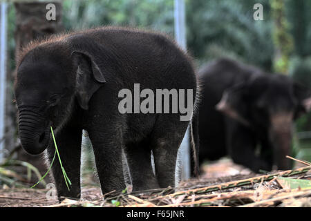 Sumatra, Indonesien. 12. November 2015. Albertina, im Alter von vier Monaten wie ein neugeborenes Kind Sumatra-Elefanten, neben seiner Mutter, Yuni Alter von 27 Jahren werden ausgebildet, um zu patrouillieren, Wald Tangkahan, Nord-Sumatra, Indonesien, 12. November 2015. Insgesamt drei Sumatran Elefant Kalb ist geboren, die Mutter des 25 Jahre alten Olive, Agustina Alter von 43 Jahren und Yuni Alter von 27 Jahren mit seinem Vater namens Theo, im Alter von 27 Jahren, mit einem Gehalt von mehr als 22 Monate. Bildnachweis: Ivan Damanik/Alamy Live-Nachrichten Stockfoto